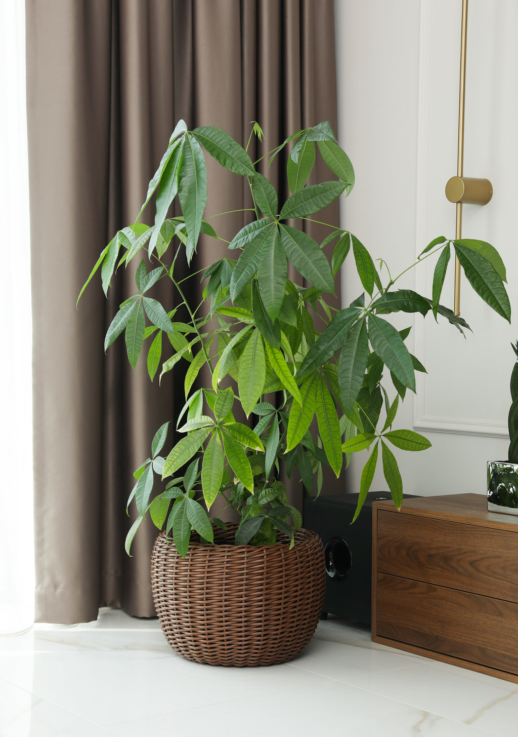 "Bois Foncé" flowerpot
